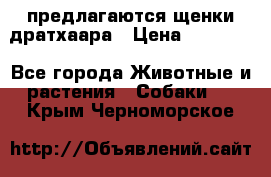 предлагаются щенки дратхаара › Цена ­ 20 000 - Все города Животные и растения » Собаки   . Крым,Черноморское